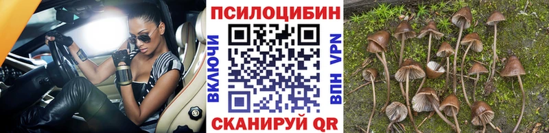 купить  цена  Шумиха  ссылка на мегу зеркало  Псилоцибиновые грибы мицелий 